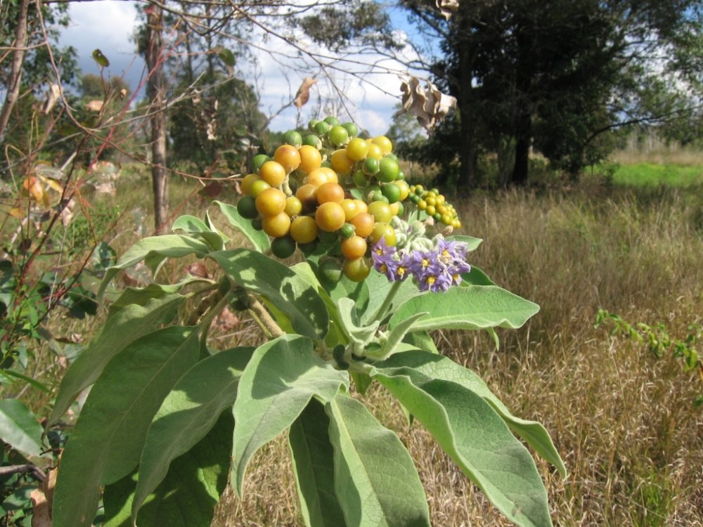 Solanum mauritianum