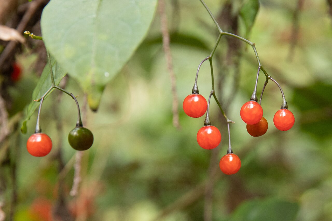 Solanum maximowiczii