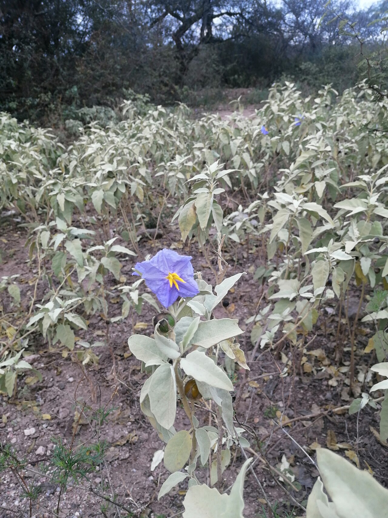 Solanum mortonii