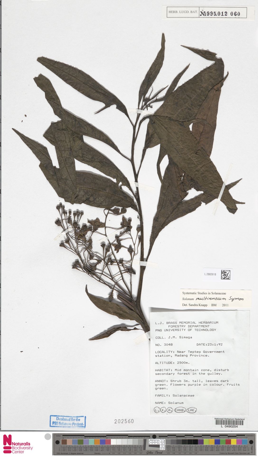 Solanum multivenosum