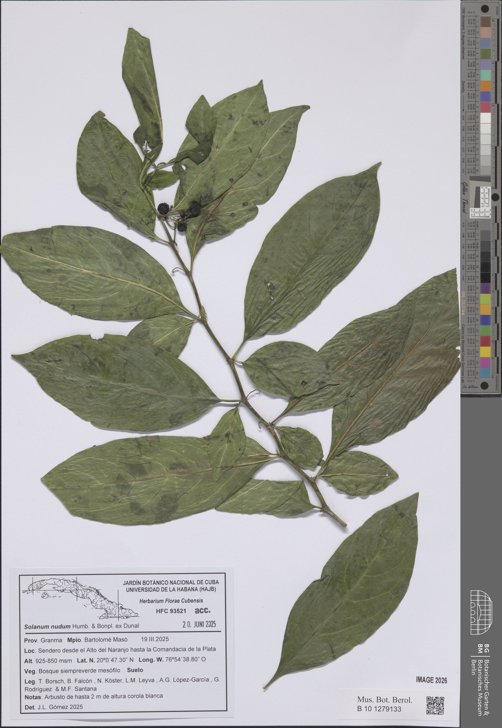 Solanum nudum