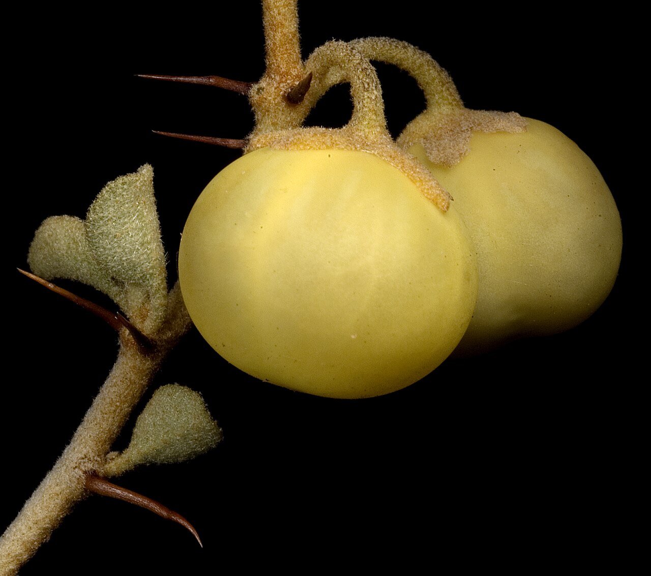 Solanum nummularium