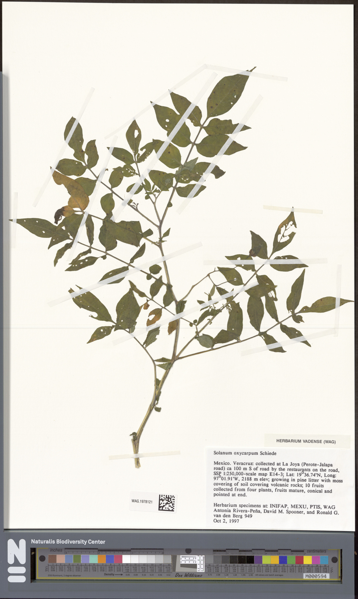 Solanum oxycarpum
