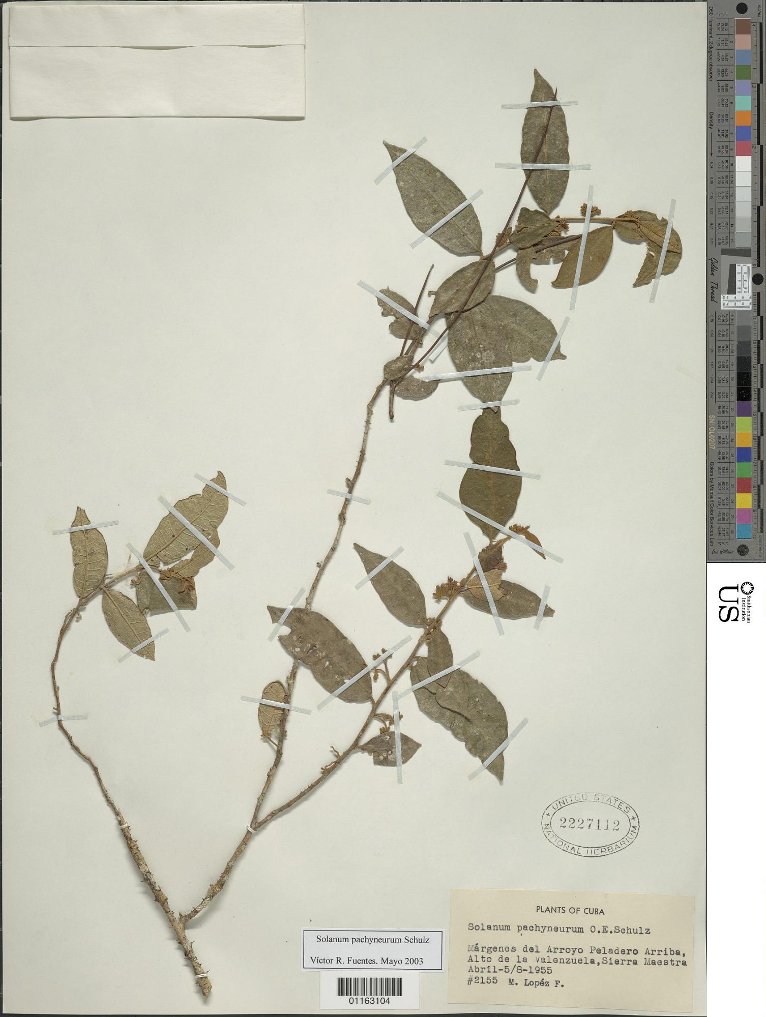 Solanum pachyneurum