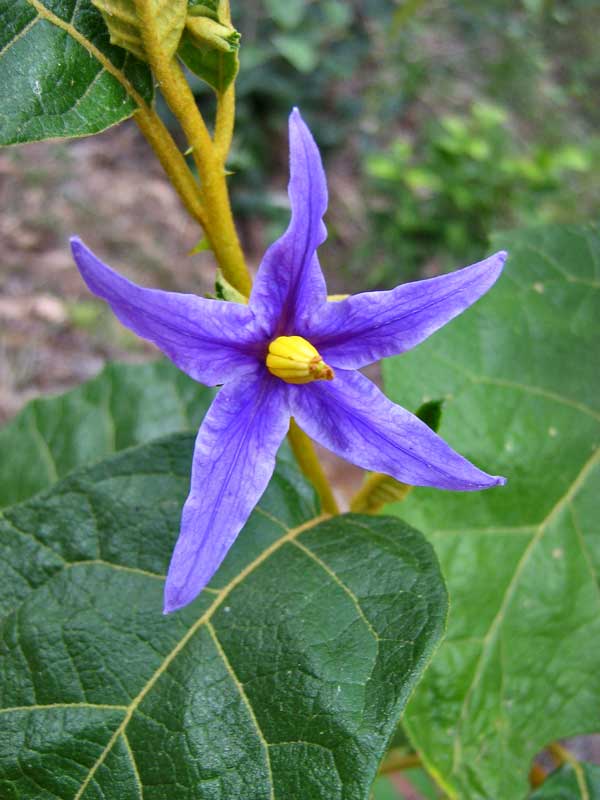 Solanum paludosum