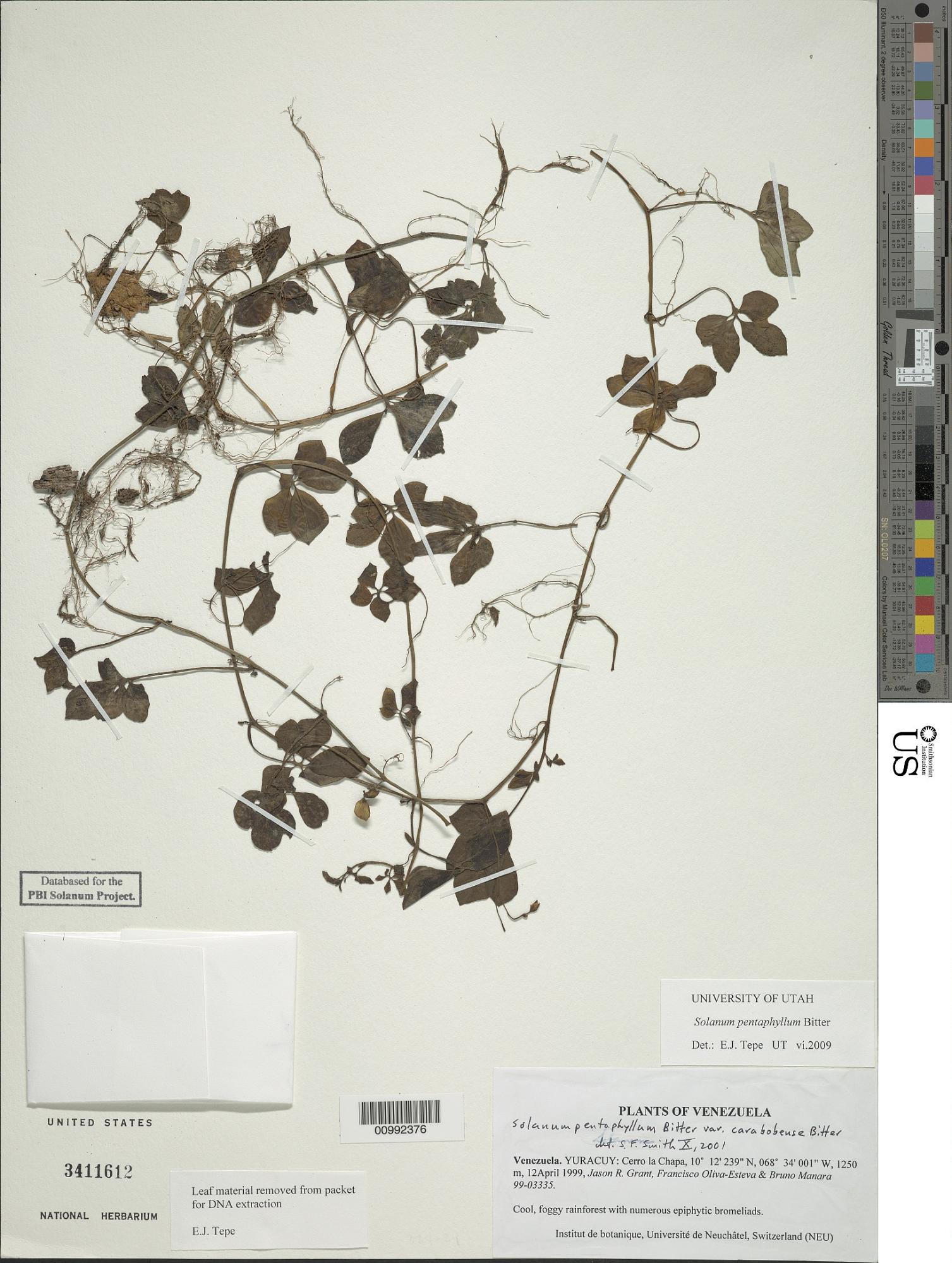 Solanum pentaphyllum