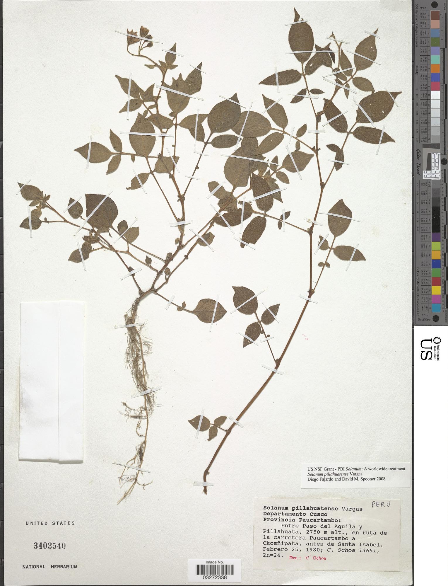 Solanum pillahuatense