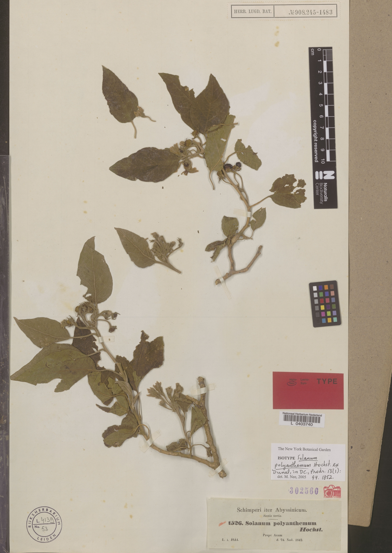 Solanum polyanthemum