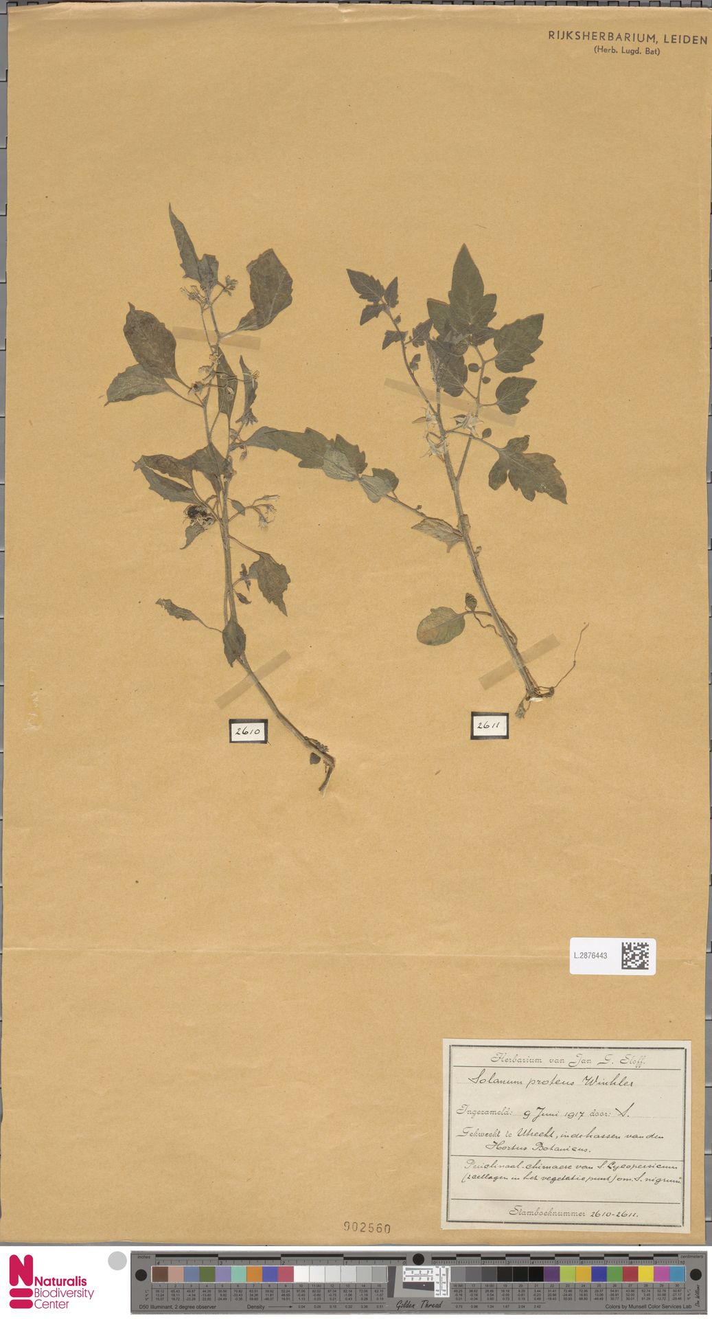 Solanum proteus
