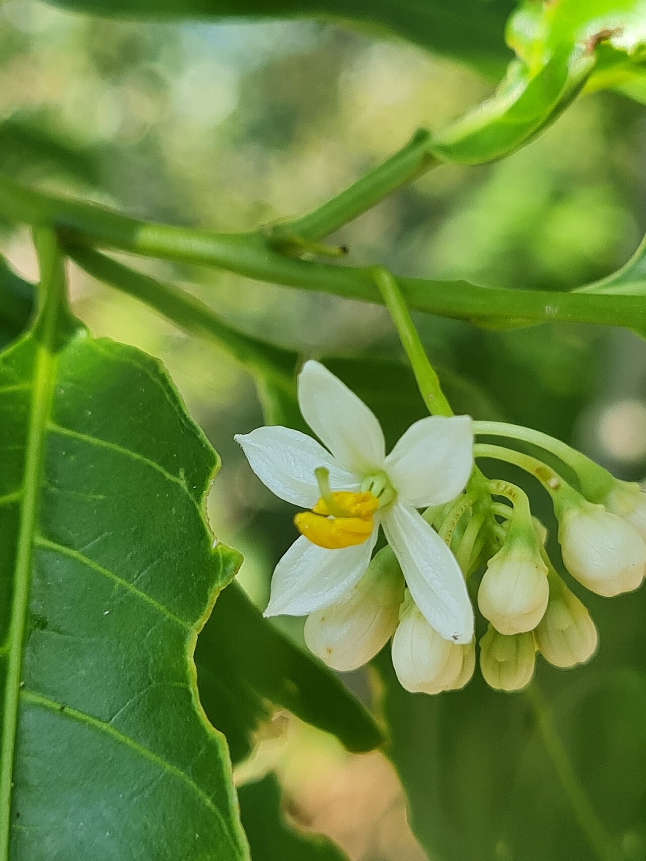Solanum pseudoquina