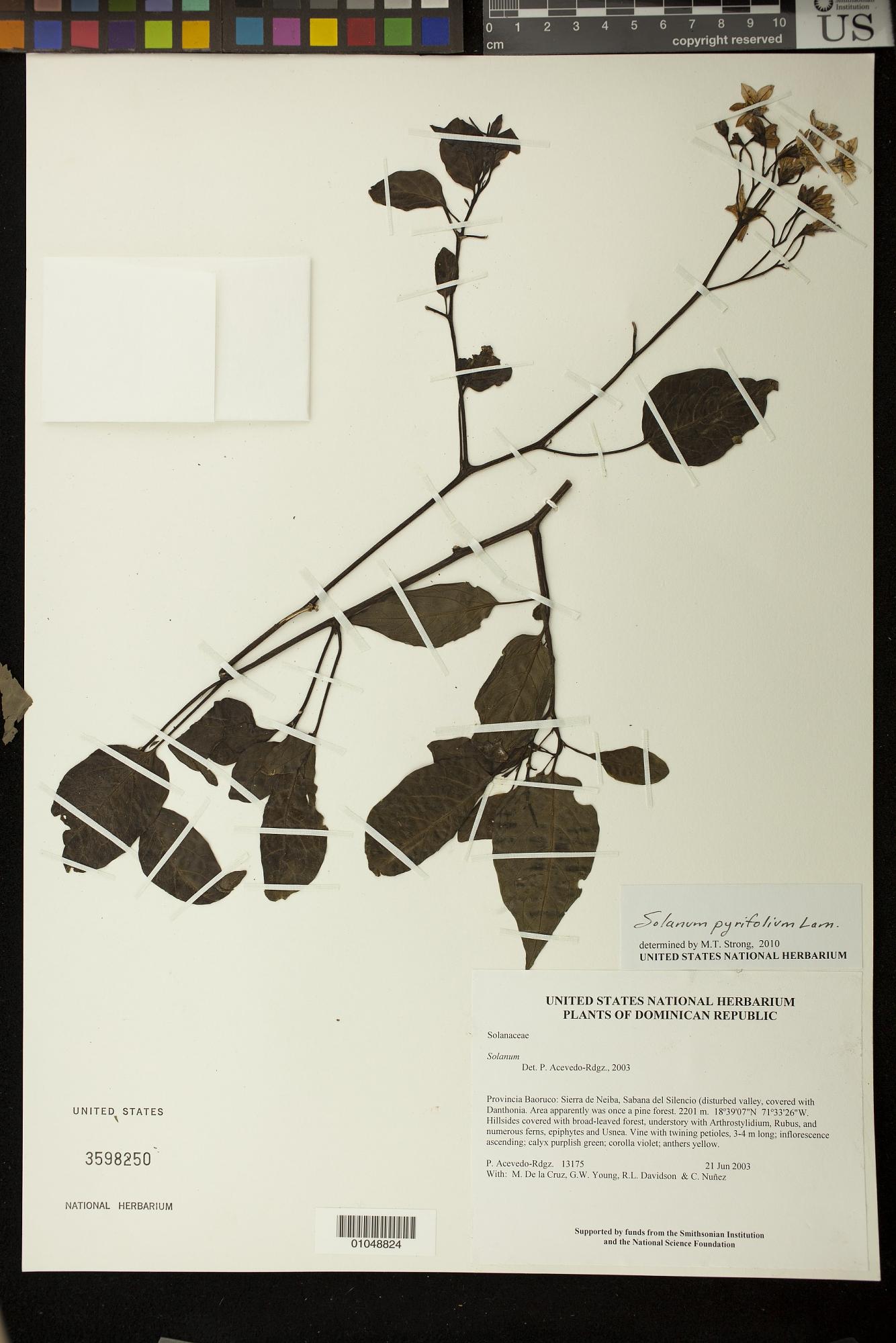 Solanum pyrifolium