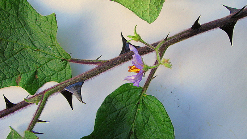 Solanum reflexiflorum