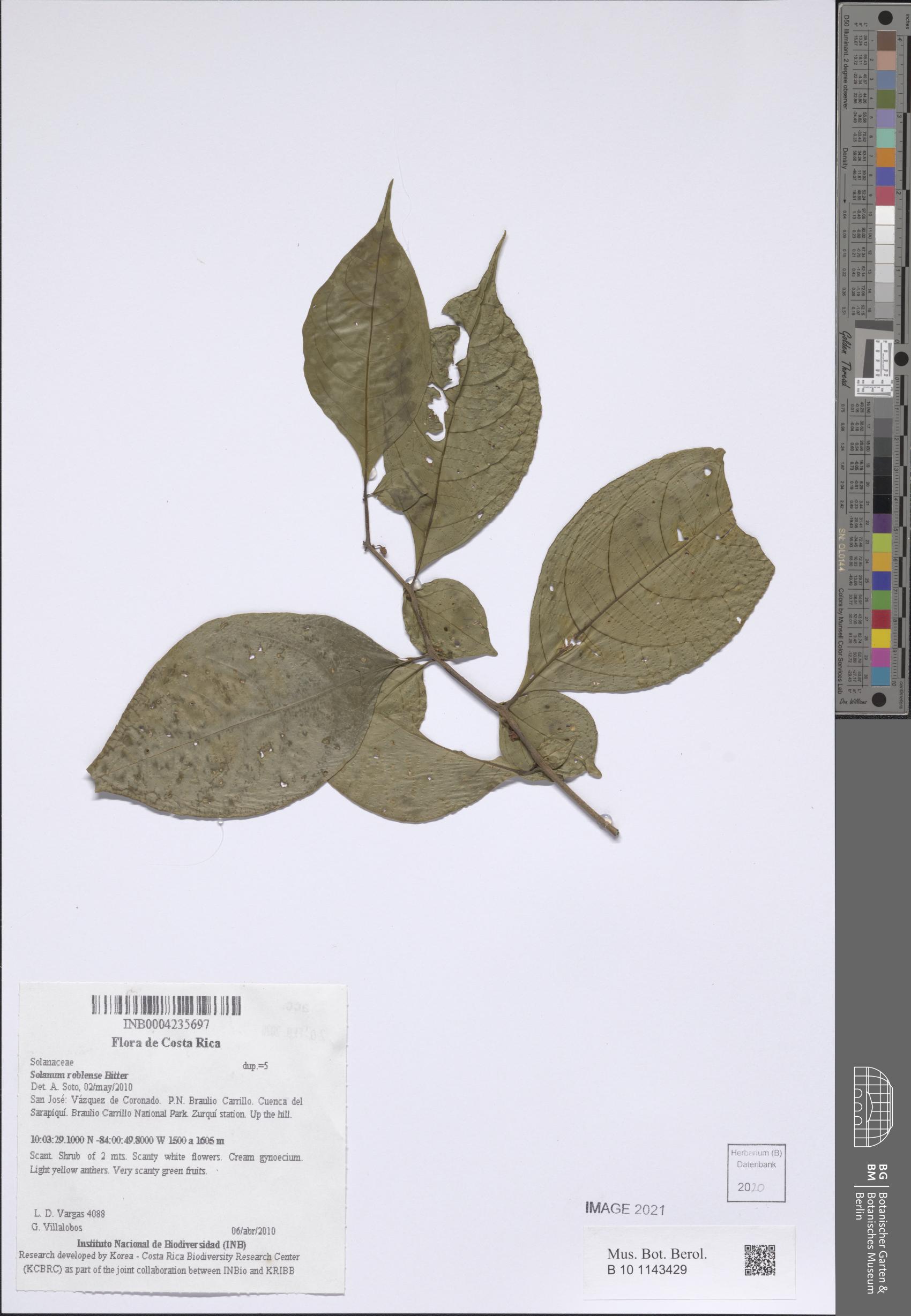 Solanum roblense