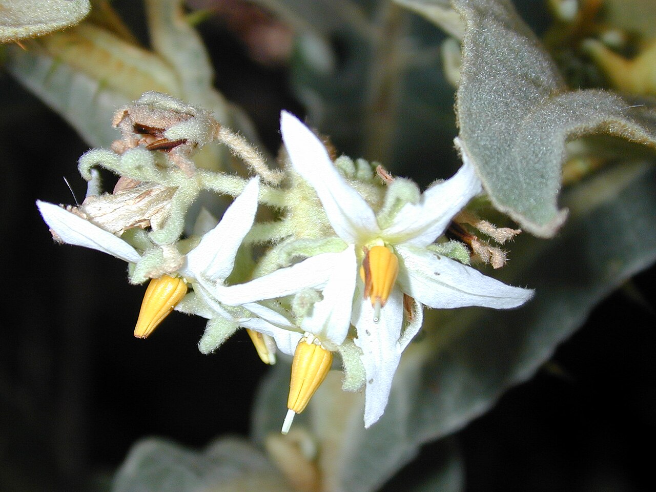 Solanum robustum