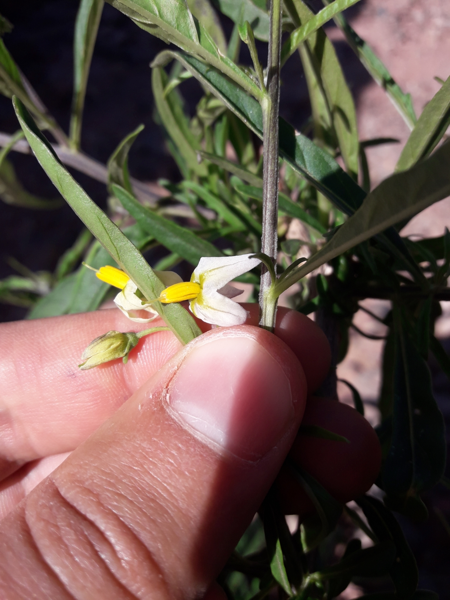 Solanum salicifolium