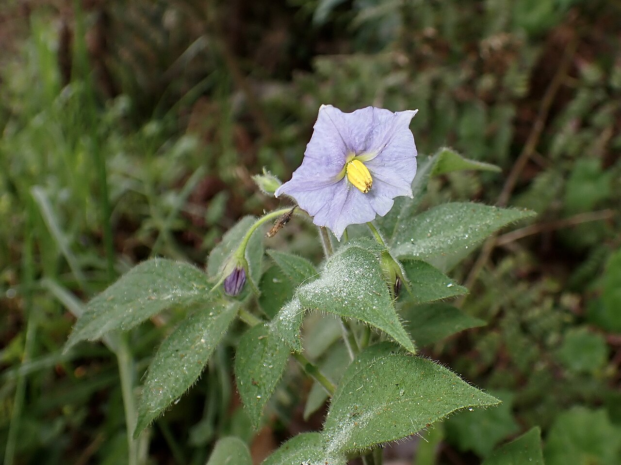 Solanum sanctae-marthae