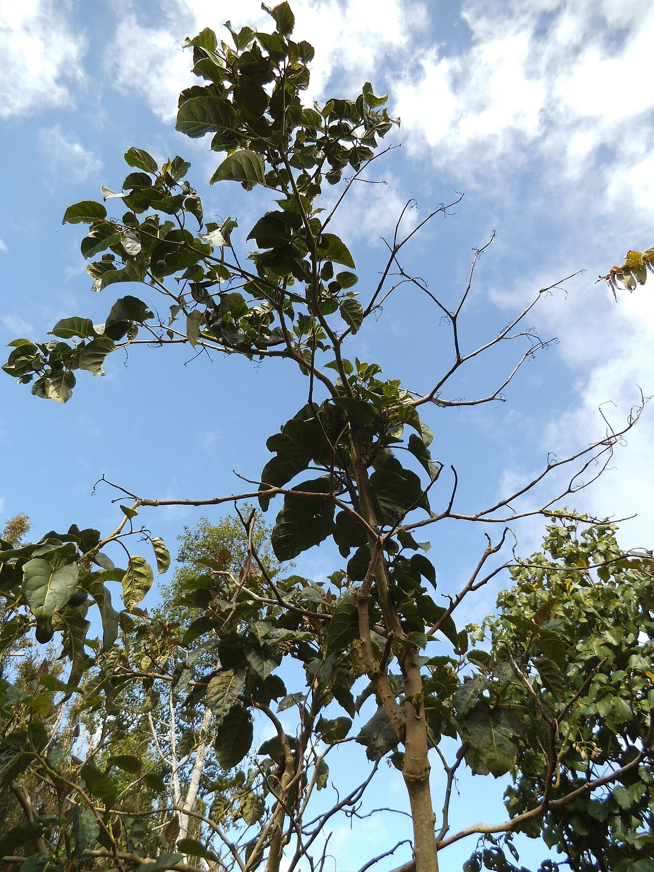 Solanum silvestre