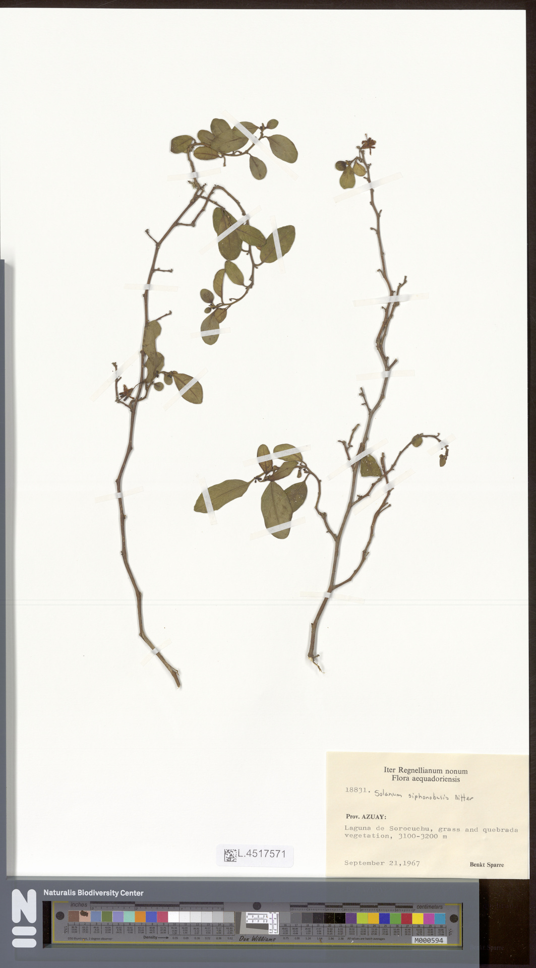 Solanum siphonobasis