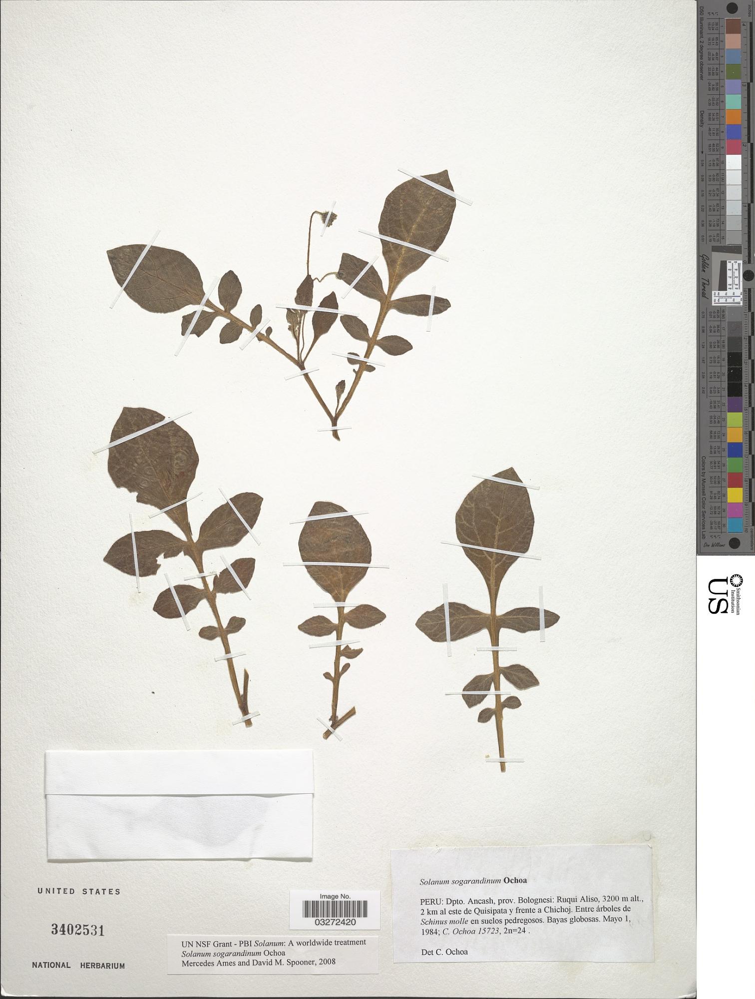 Solanum sogarandinum