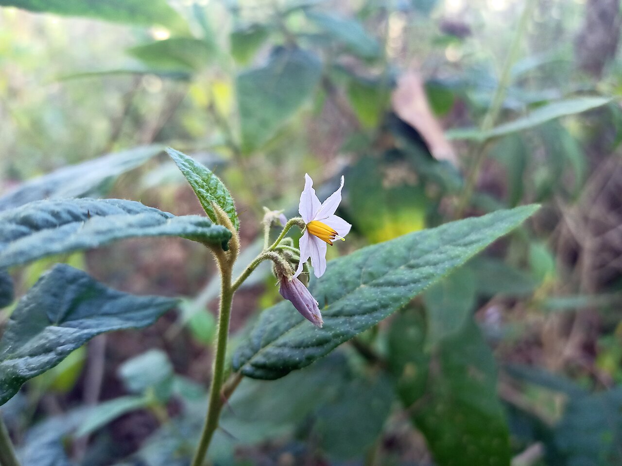 Solanum stelligerum