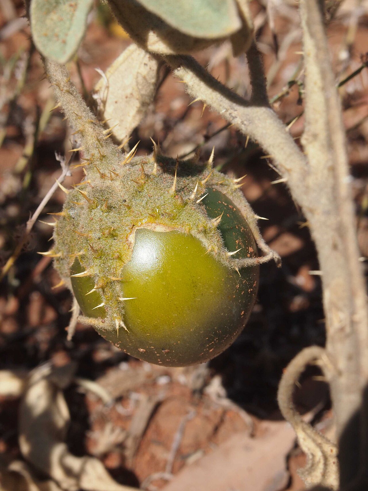 Solanum succosum