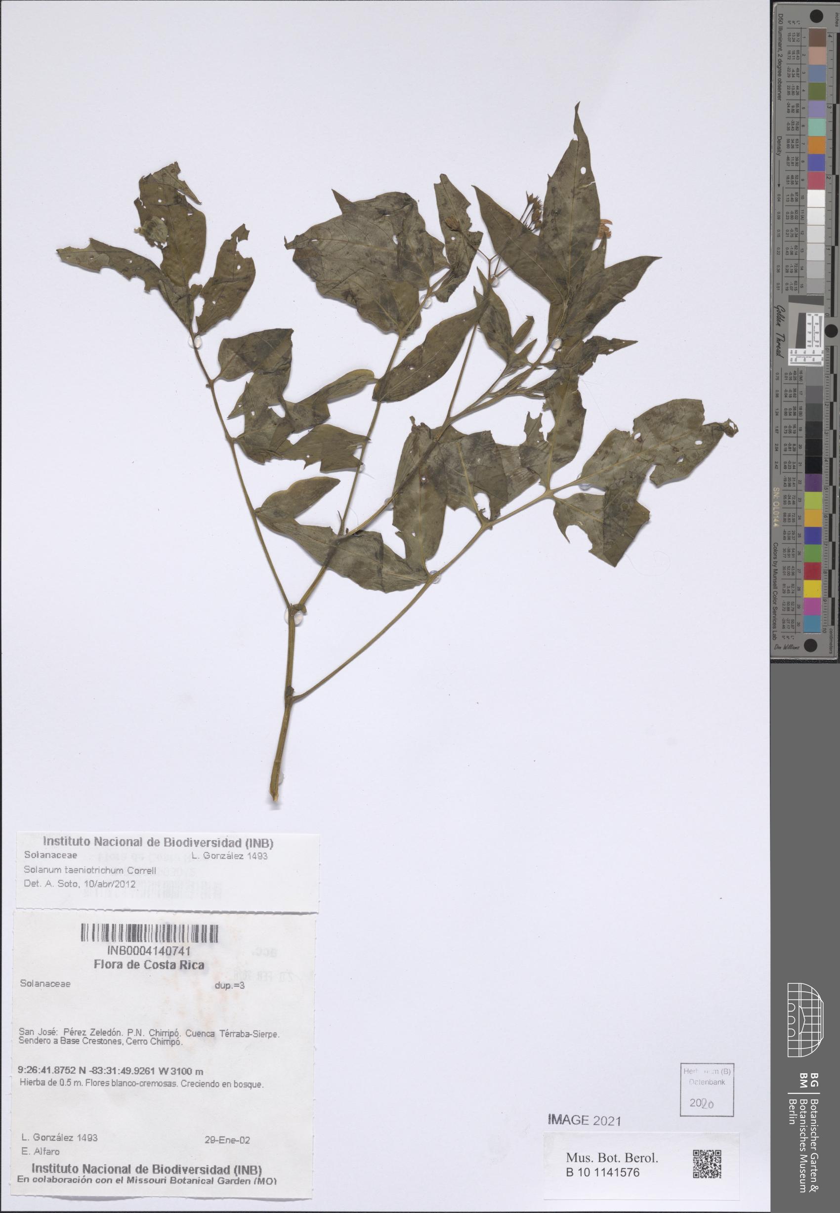 Solanum taeniotrichum