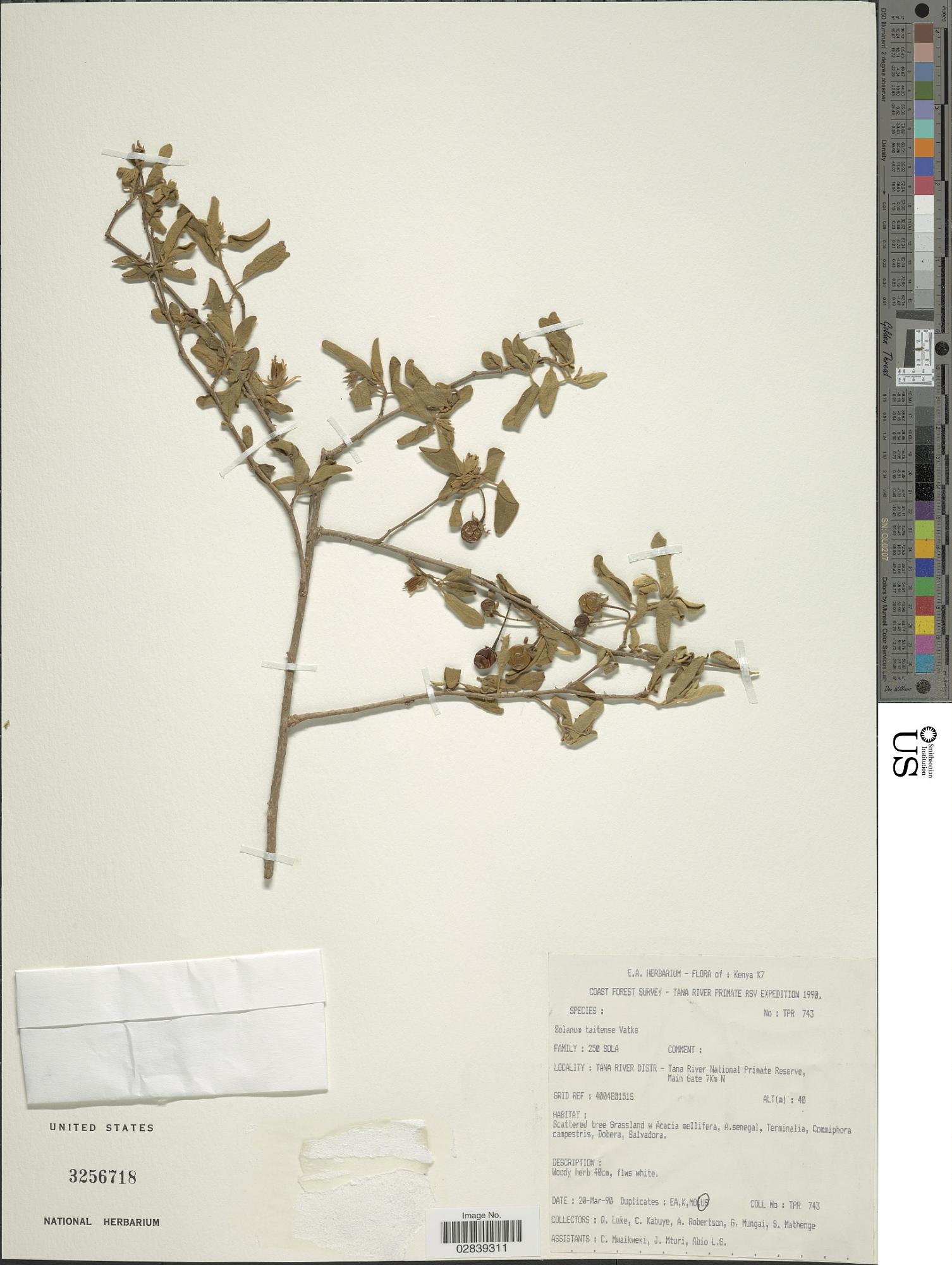 Solanum taitense