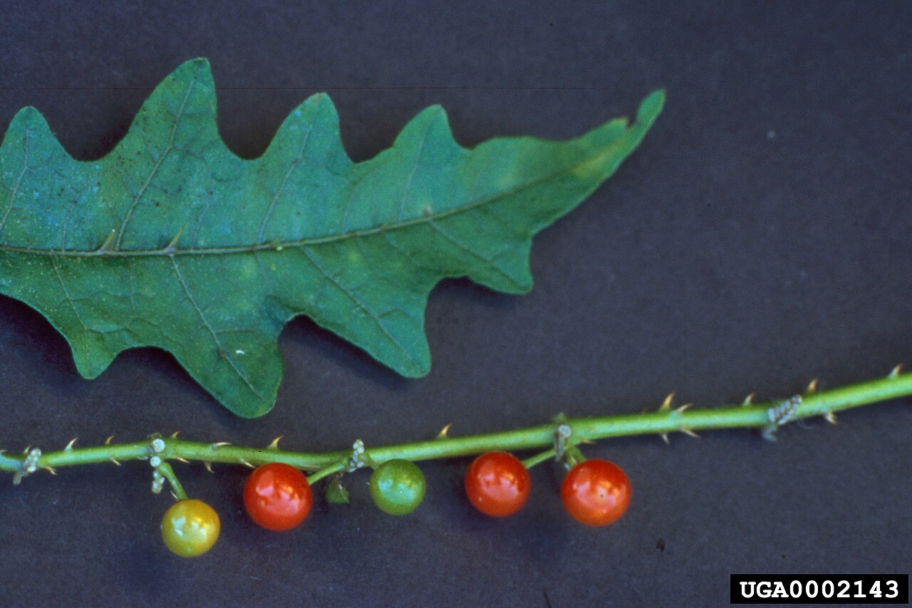 Solanum tampicense