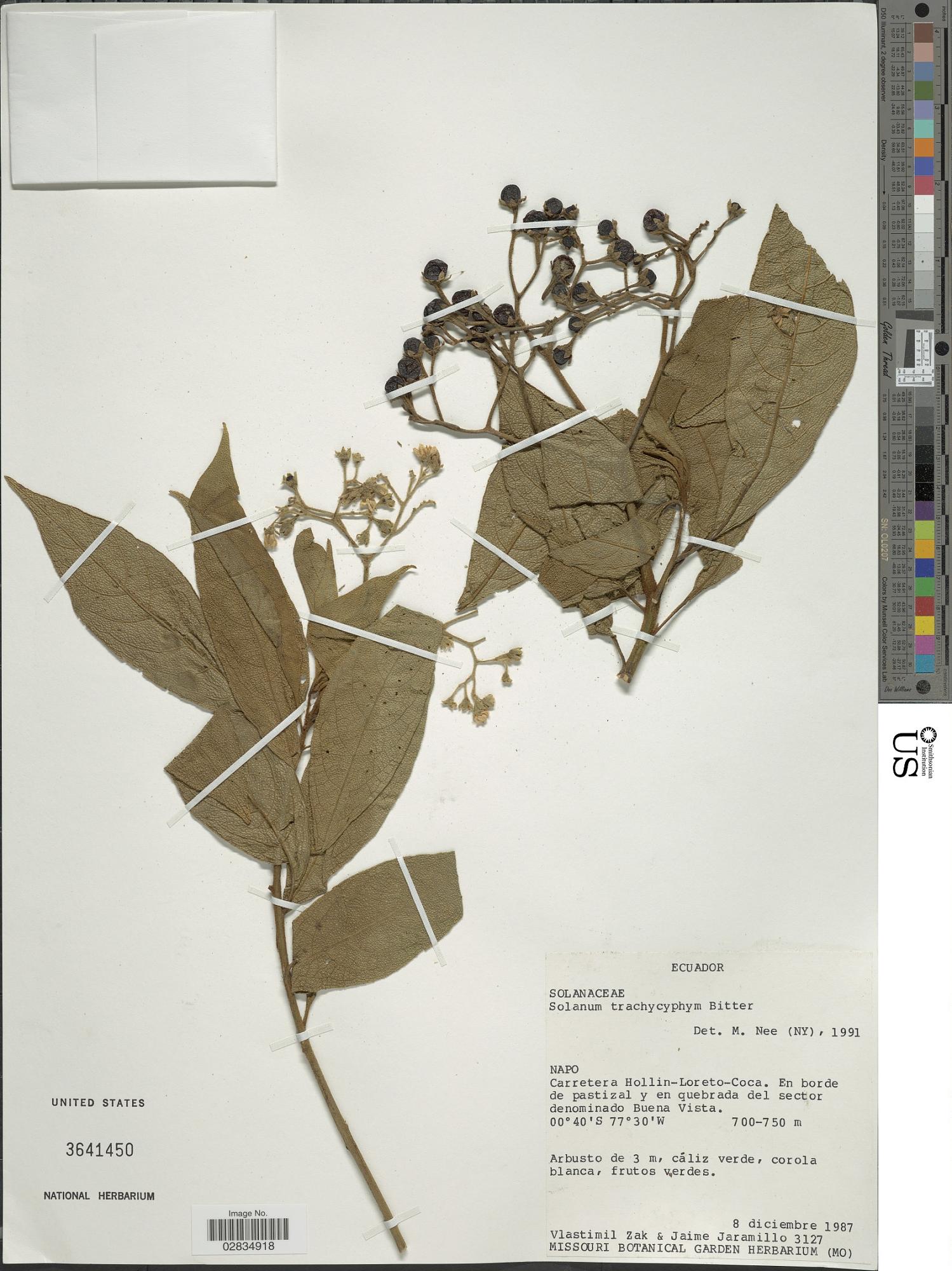 Solanum trachycarpum