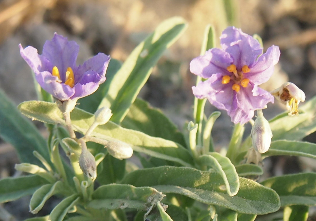 Solanum tumulicola