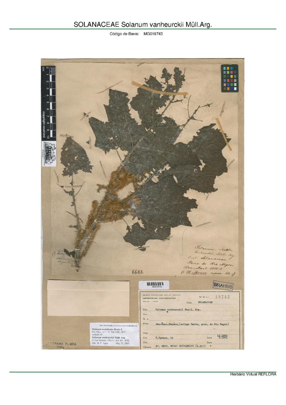 Solanum vanheurckii