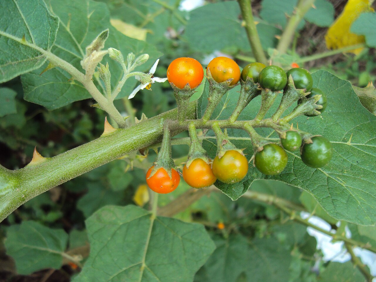 Solanum violaceum