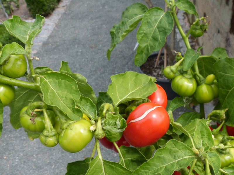 Solanum viride