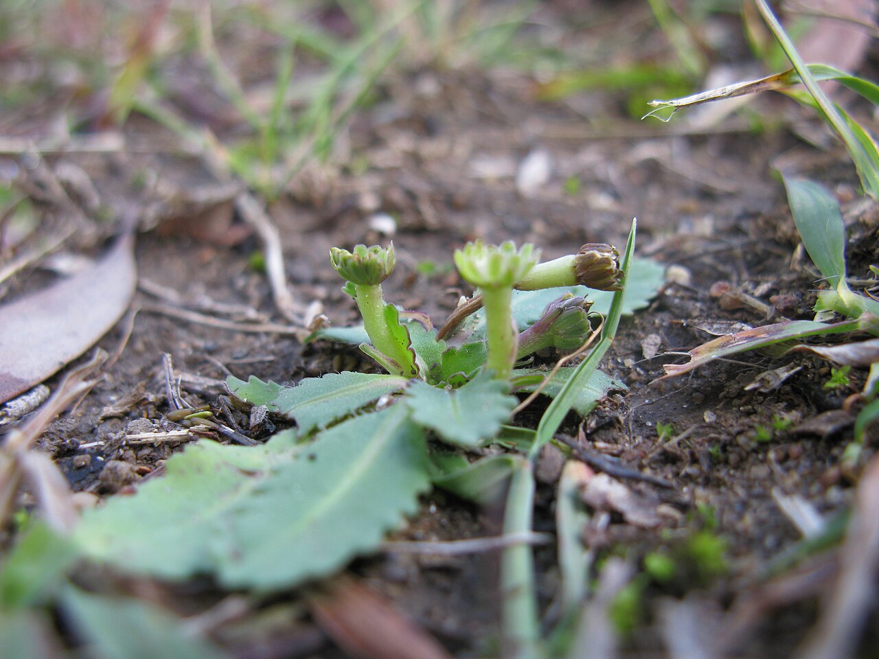 Solenogyne dominii