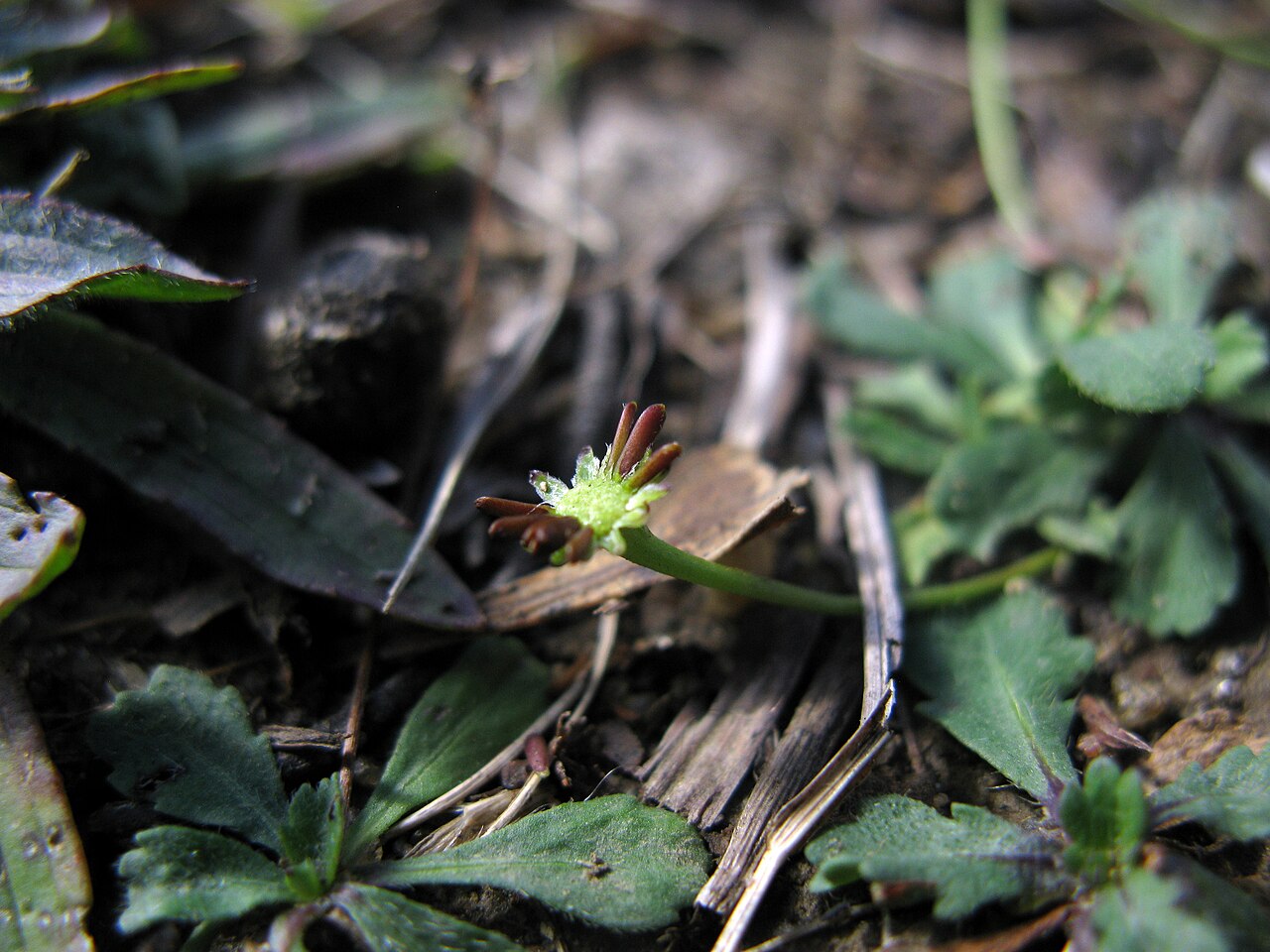 Solenogyne gunnii