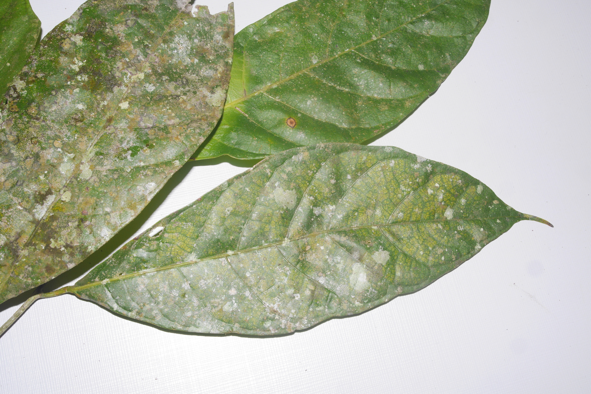 Sorocea sarcocarpa