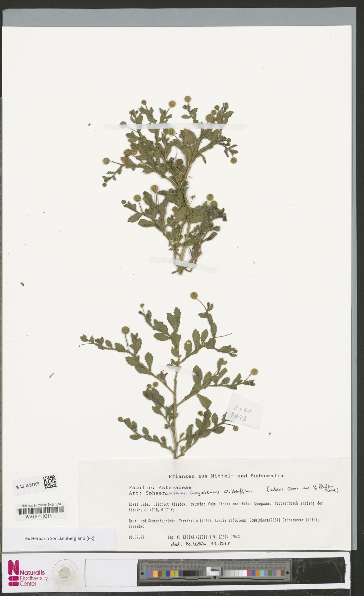 Sphaeranthus angolensis