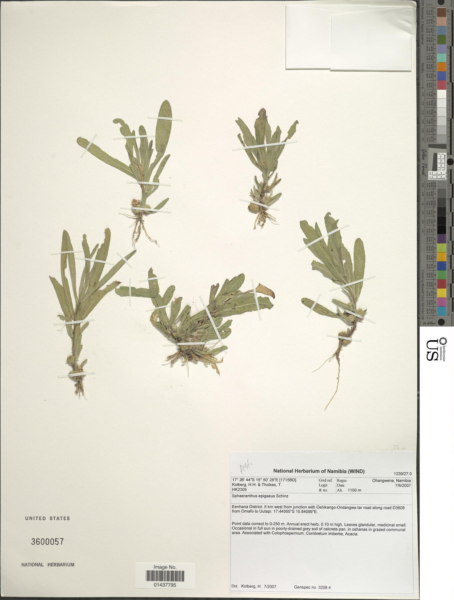 Sphaeranthus epigaeus