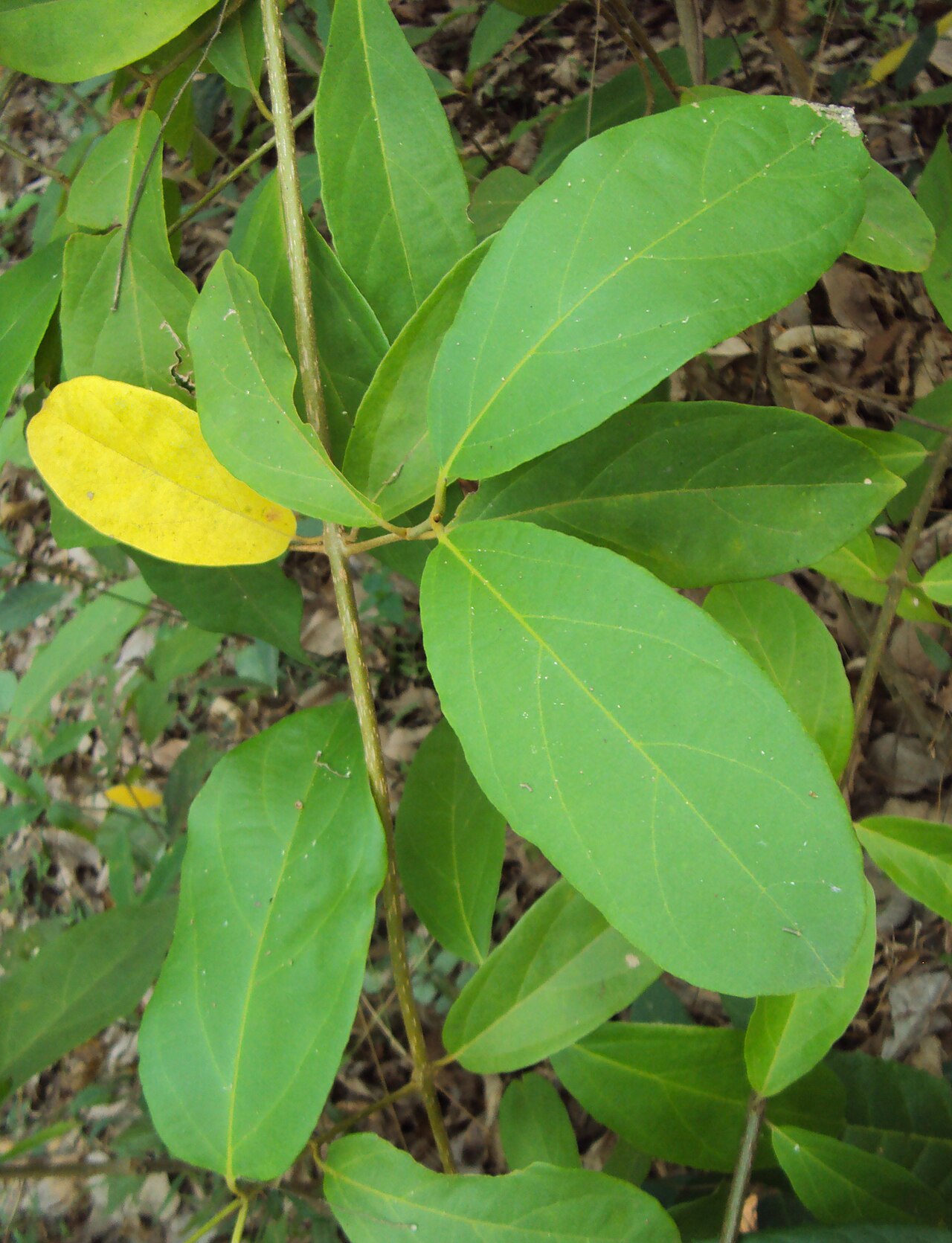 Sphenodesme involucrata