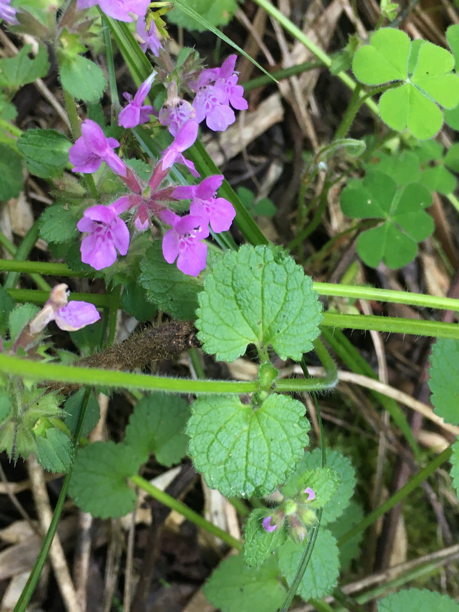 Stachys bogotensis