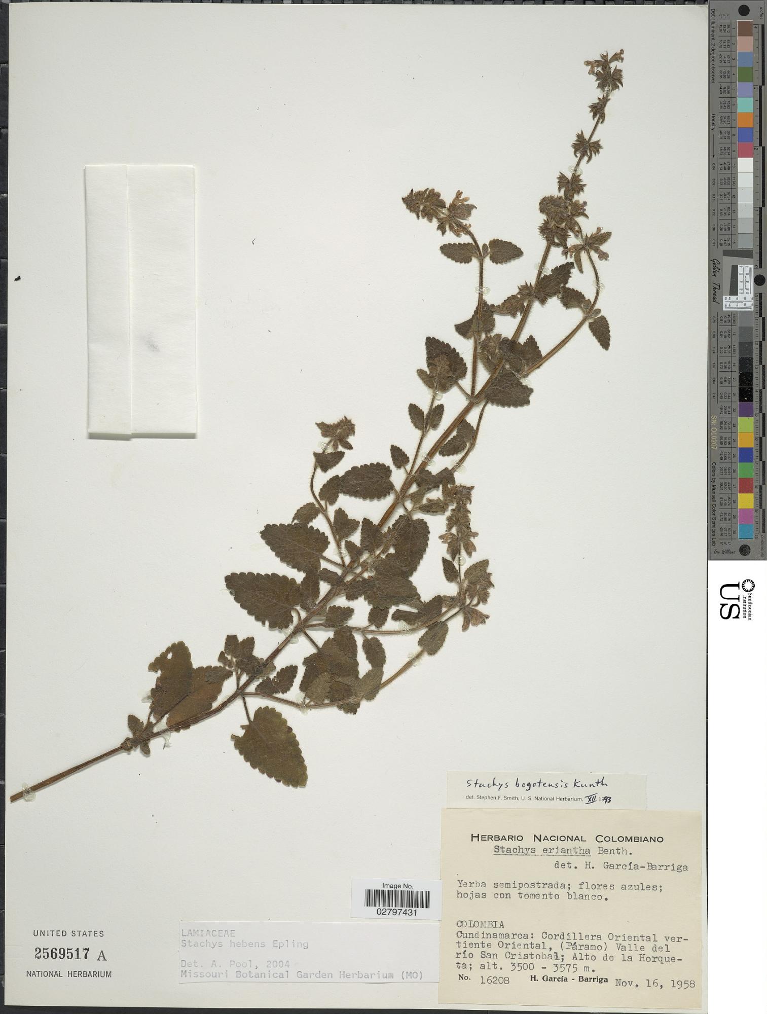 Stachys hebens