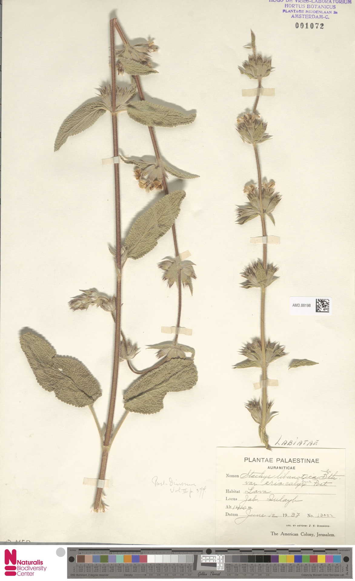 Stachys libanotica