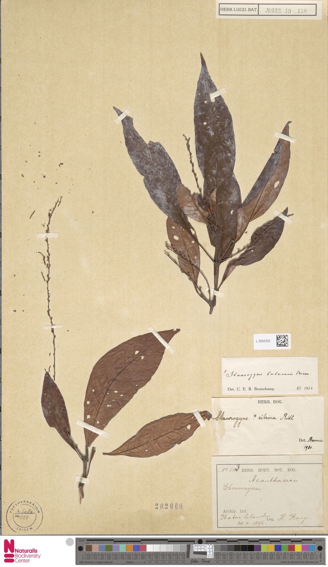 Staurogyne batuensis