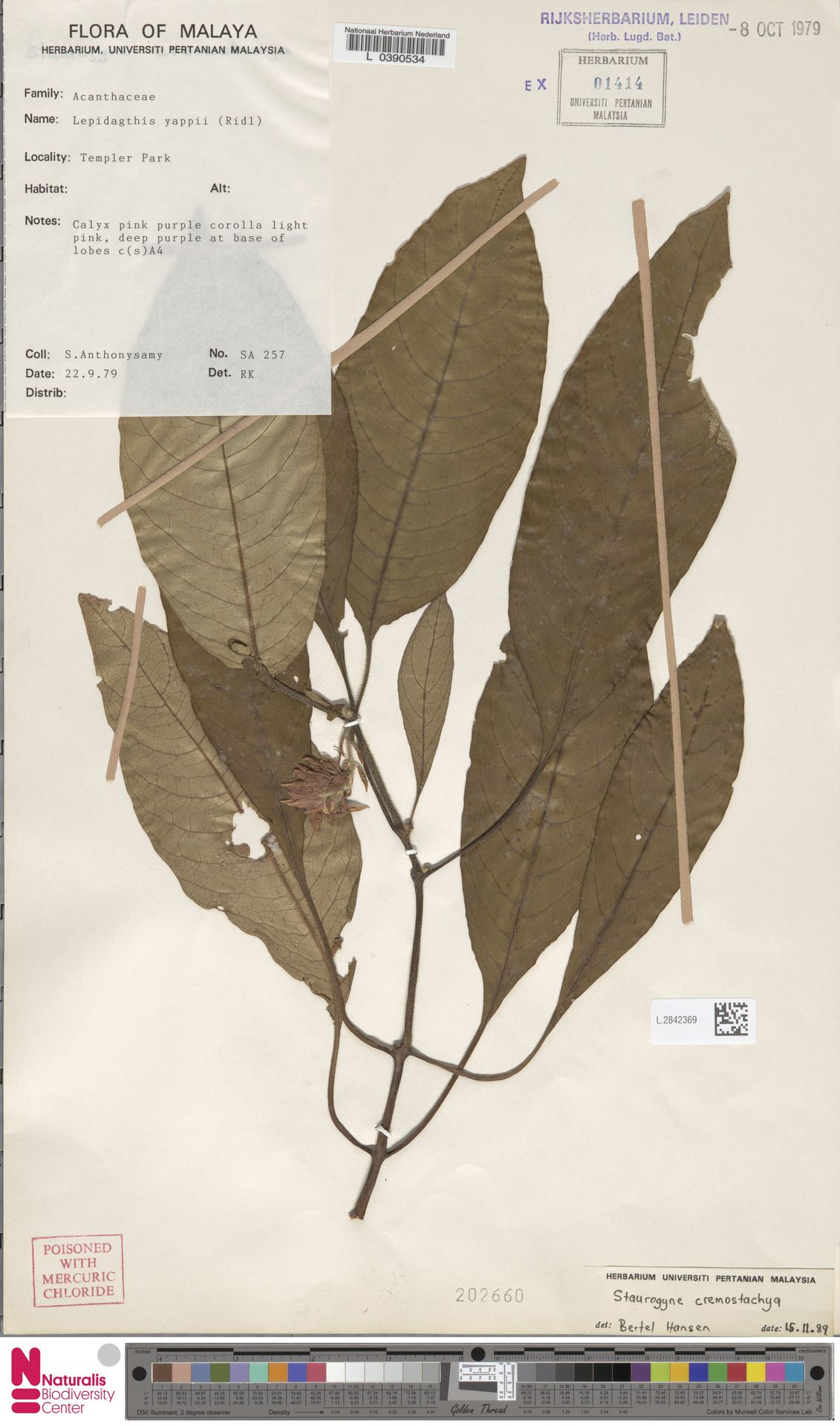 Staurogyne comosa
