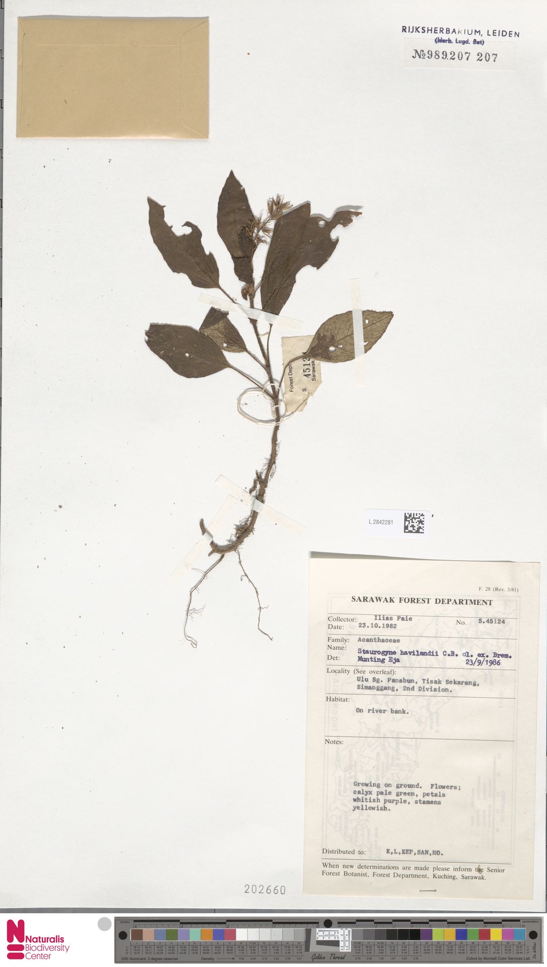 Staurogyne havilandii