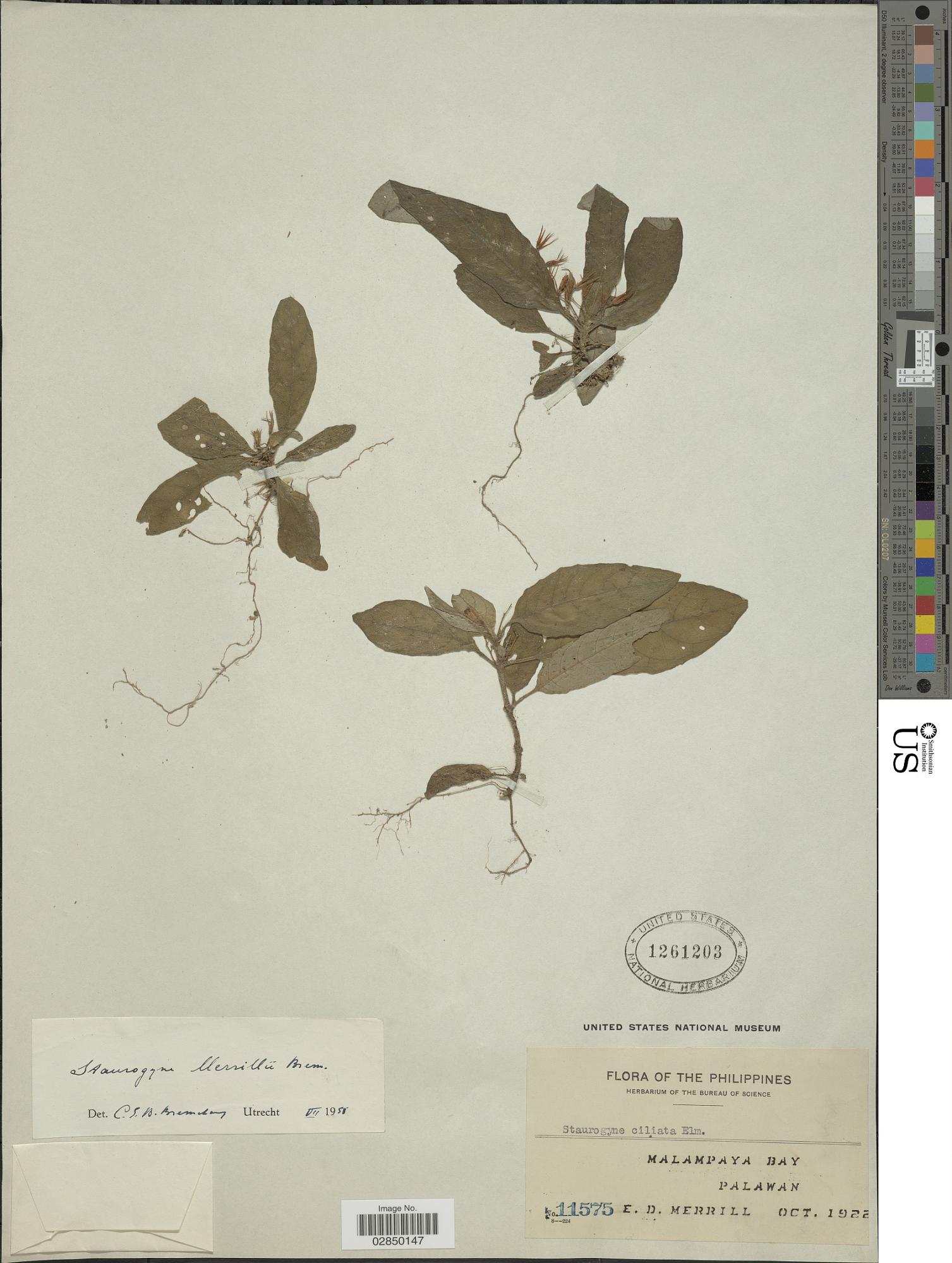 Staurogyne merrillii