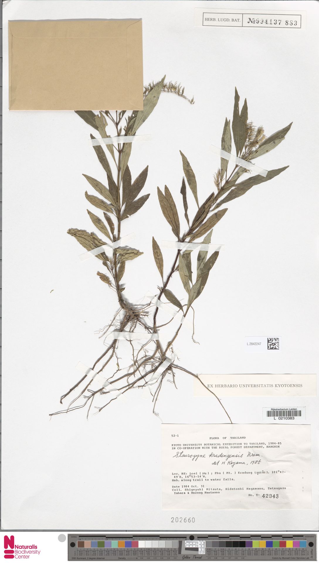 Staurogyne monticola