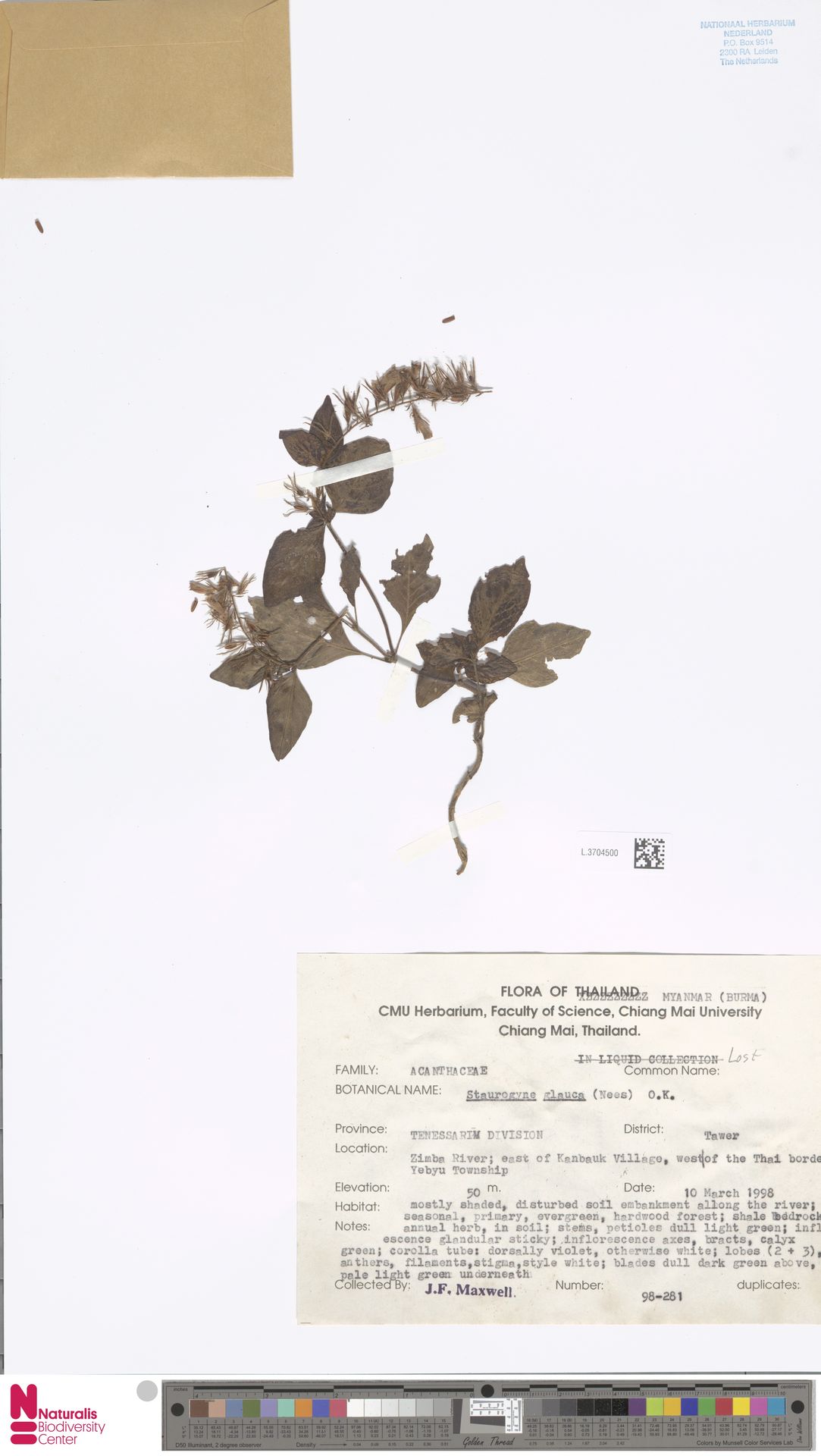 Staurogyne spathulata