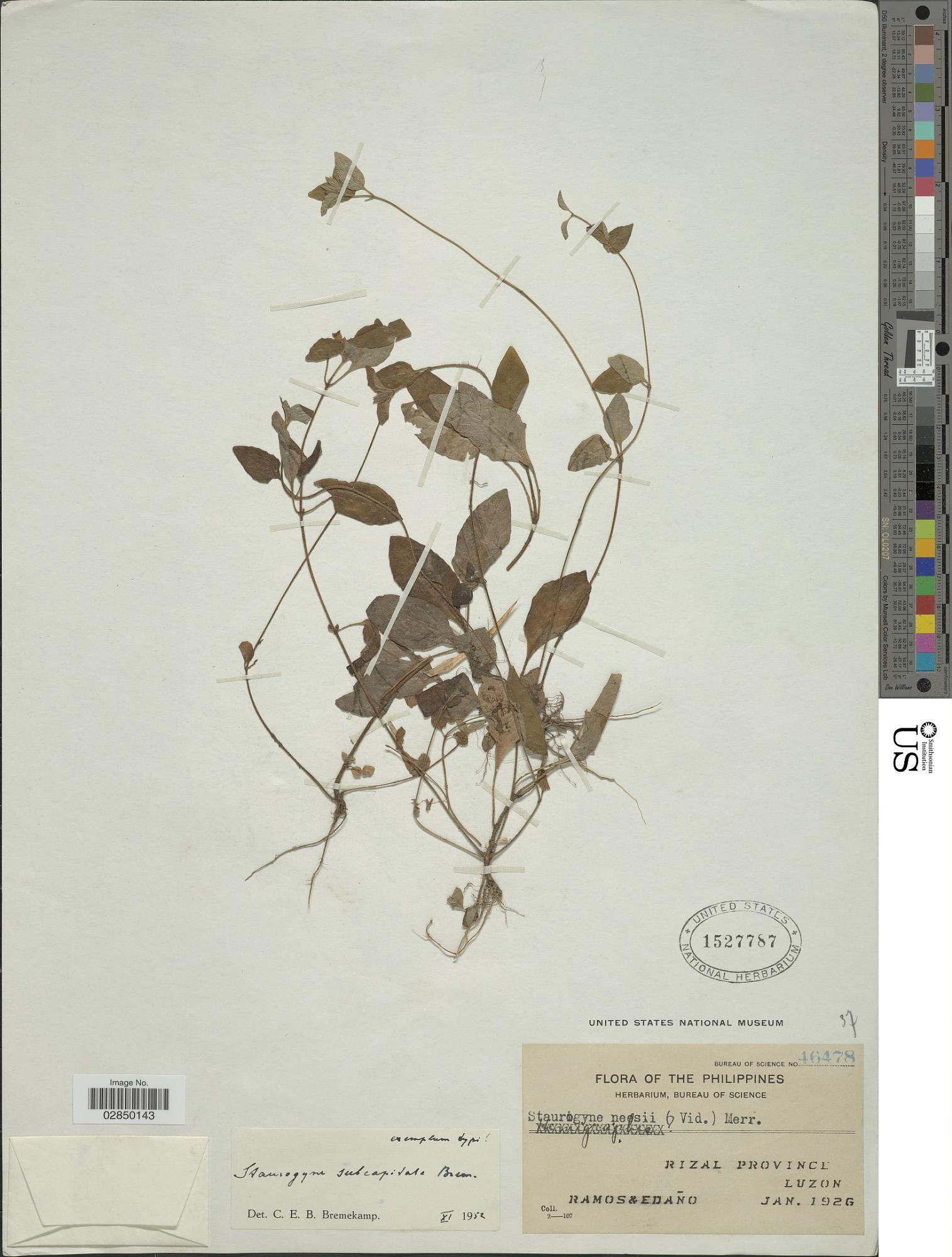 Staurogyne subcapitata