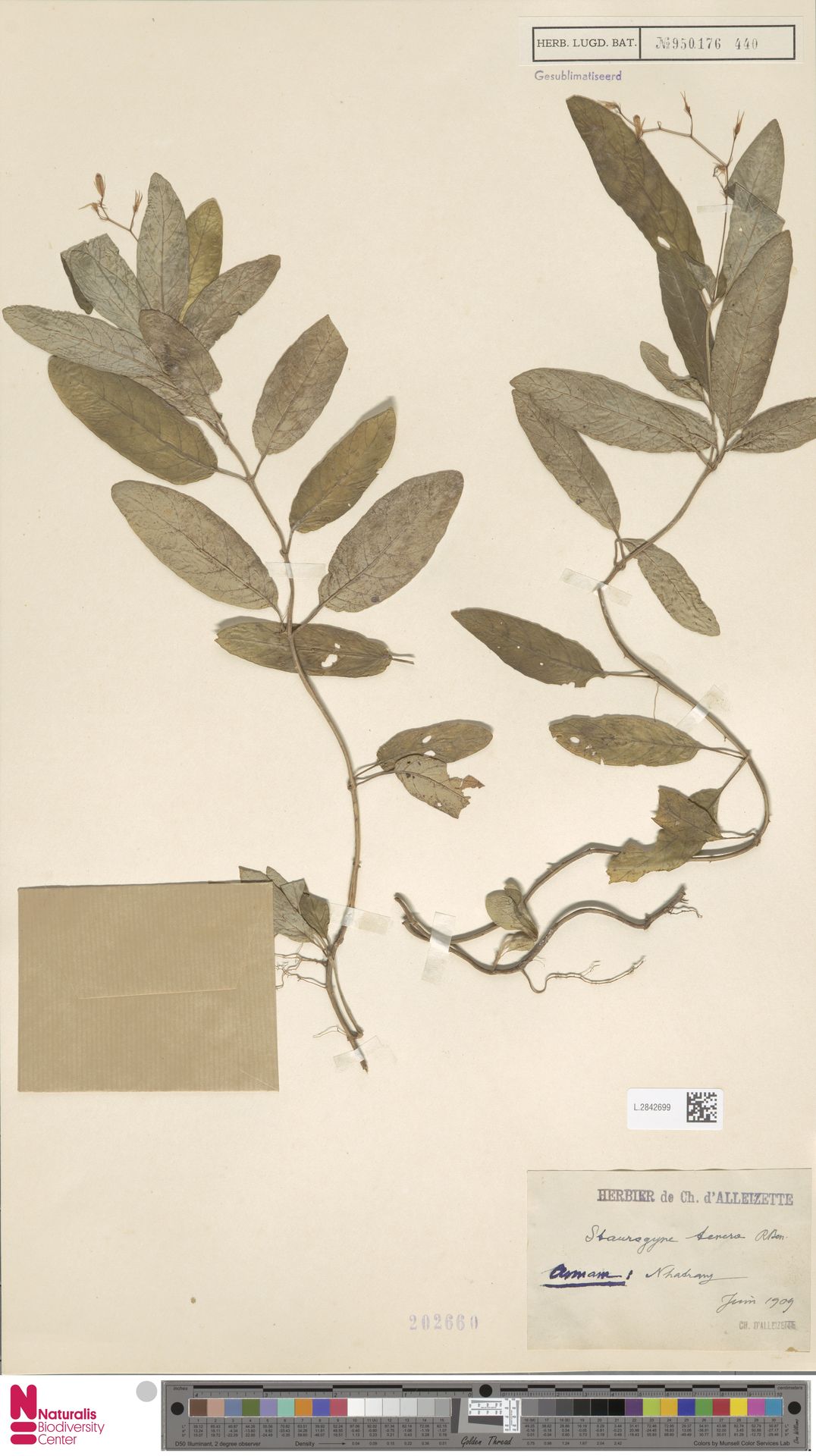 Staurogyne tenera